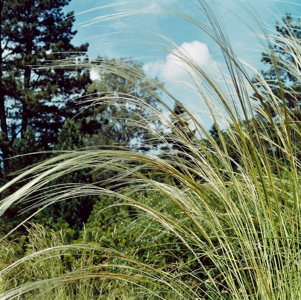Federgras im Garten mit Bäumen im Hintergrund