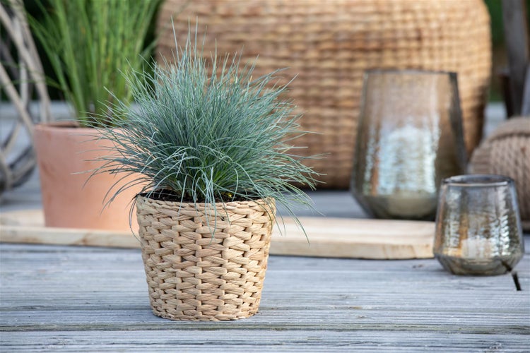 Festuca glauca, Blau-Schwingel, 2 Liter Container, immergrün