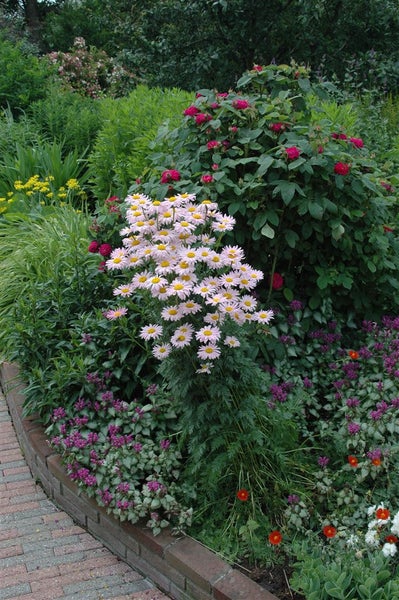 Tanacetum coccineum 'Robinsons Rosa', rosa, ca. 9x9 cm Topf