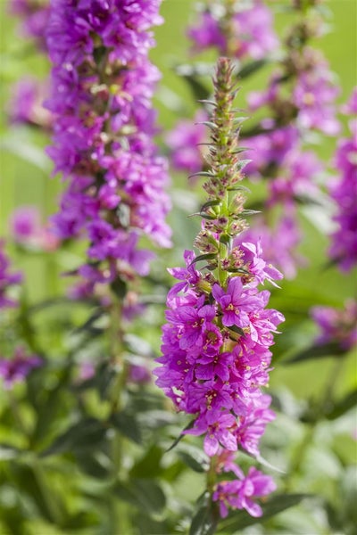Liatris spicata, Prachtscharte, violett, ca. 9x9 cm Topf