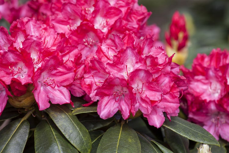 Rhododendron yakushimanum 'Astrid', Rhododendron, rot, 25–30 cm