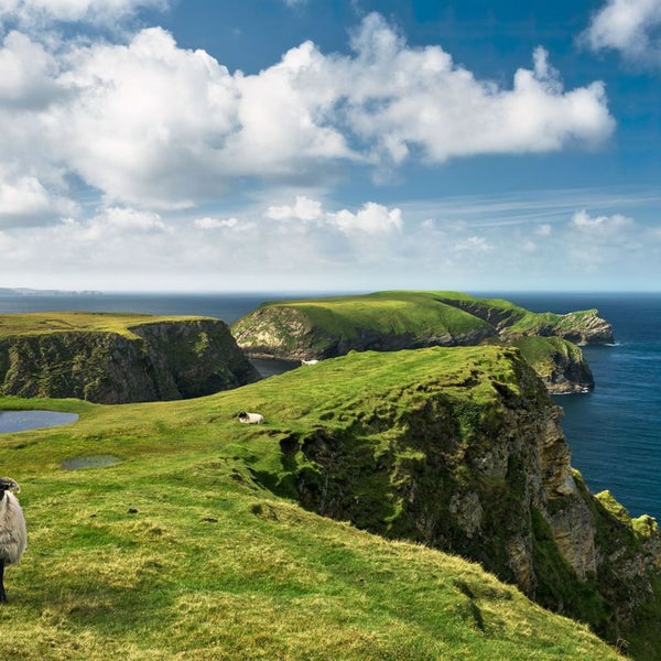 Landschaft mit grünen Klippen und Schafen am Meer unter blauem Himmel
