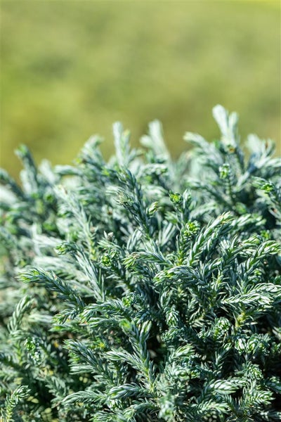 Chamaecyparis pisifera 'Blue Moon', Scheinzypresse, blau, 20–25 cm