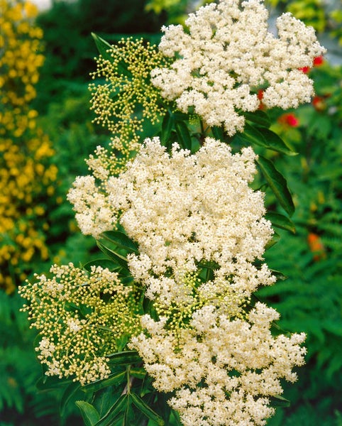 Sambucus nigra, Schwarzer Holunder, 60–100 cm