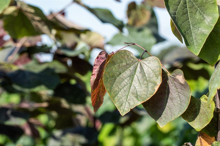 Catalpa erubescens 'Purpurea', Purpur-Trompetenbaum, 80–100 cm