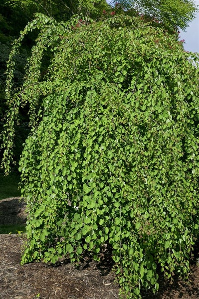 Hängender Katsurabaum mit grünen Blättern