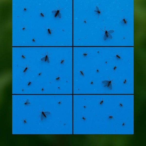 Blaues Insektenleimpapier mit gefangenen Insekten