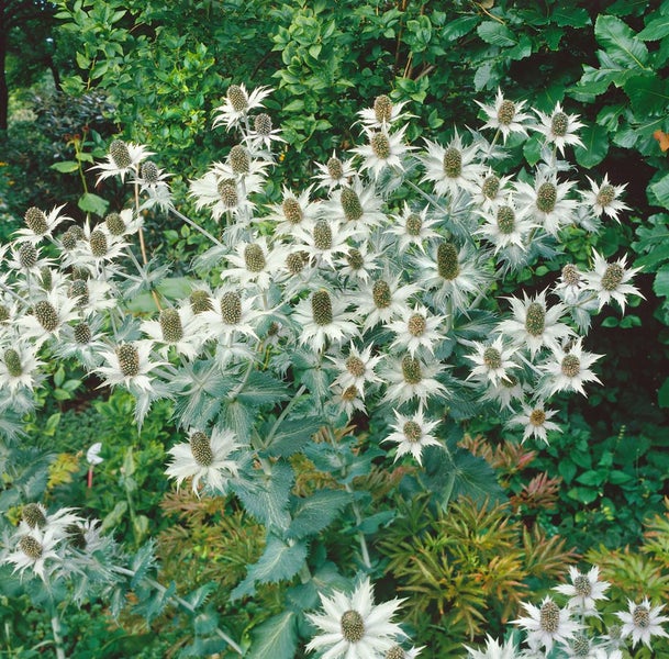 Eryngium giganteum, Edeldistel, silbrig, ca. 11x11 cm Topf