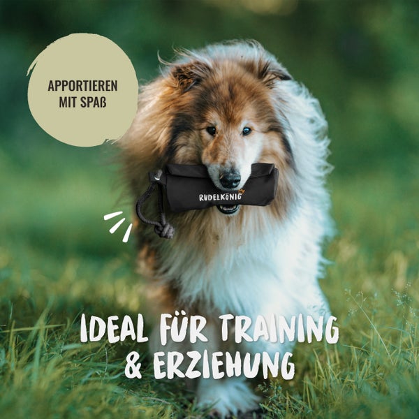 Ein Hund trägt eine schwarze Hundespielzeugtasche der Marke Rudelkönig im Maul.