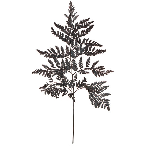Bündel dekorativer Farn, schwarz, für florale Arrangements und Dekoration.