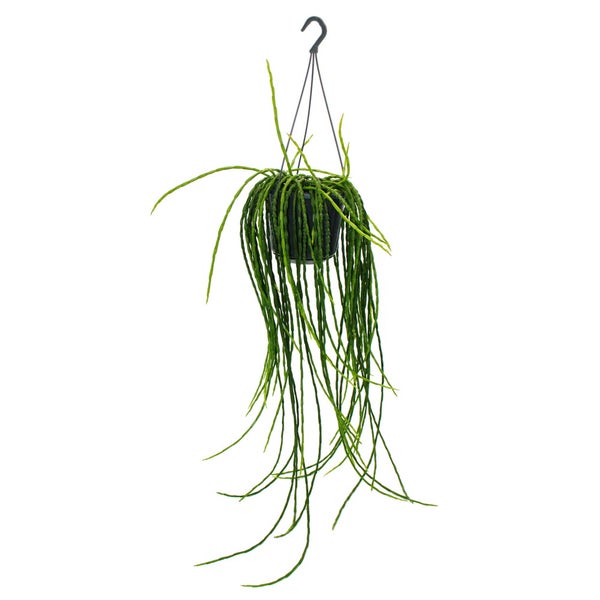 Urban Jungle Elegance - Moderne Kakteen-Ampel mit toller Blattstruktur - Rhipsalis paradoxa - 15cm