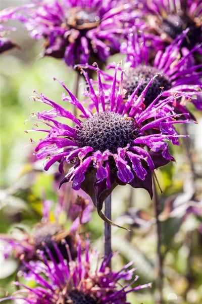 Nahaufnahme von blühenden Monarda-Pflanzen