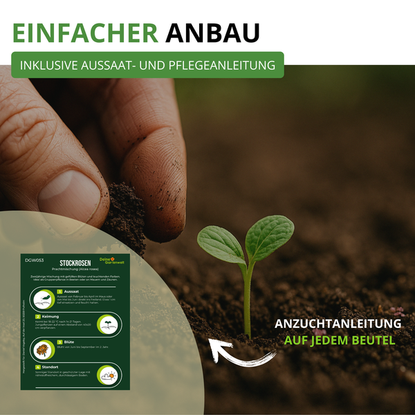 Infografik zum Anbau von Stockrosen mit Aussaat- und Pflegeanleitung auf dem Beutel und Darstellung eines Setzlings in der Erde.