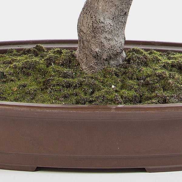 Detailaufnahme eines Bonsaistamms in einer braunen Pflanzschale mit Moos auf der Erde.