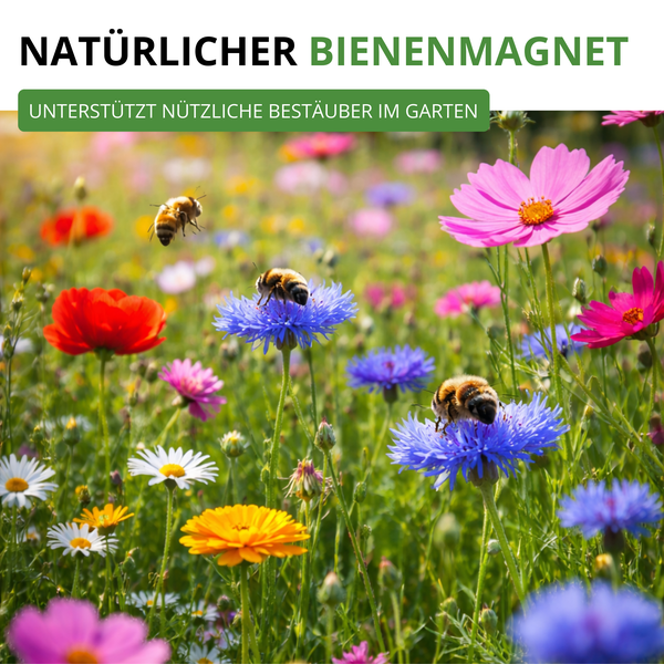 Bunte Wildblumenwiese mit Bienen auf Kornblumen und Margeriten zur Unterstützung von nützlichen Bestäubern im Garten.