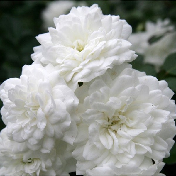 Nahaufnahme von weißen Rosenblüten.