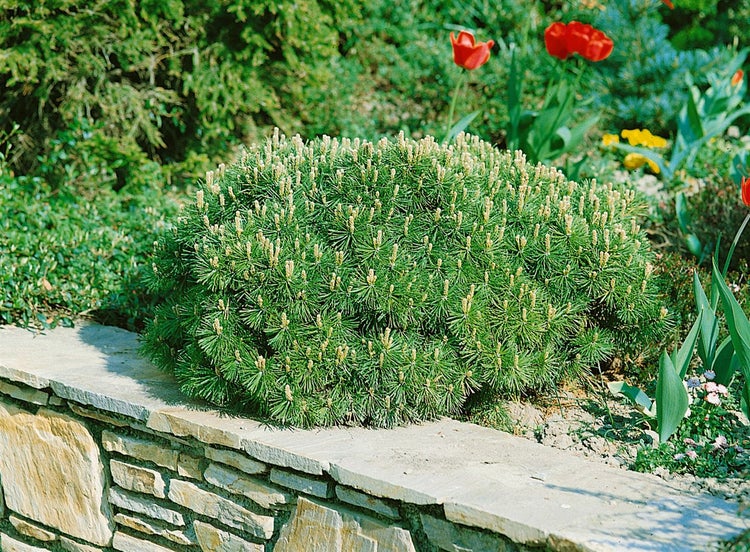Kugelkiefer im Garten auf Steinmauer