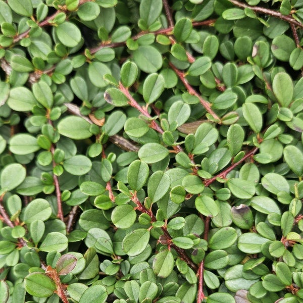 Bodendecker - Zwergmispel - Kriechmispel - Cotoneaster 'Streib's Findling' - 9cm Topf - Set mit 40 Pflanzen