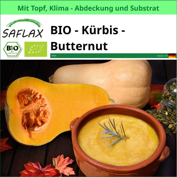 Saflax Bio Kürbis Butternut mit Topf, Klimaabdeckung und Substrat