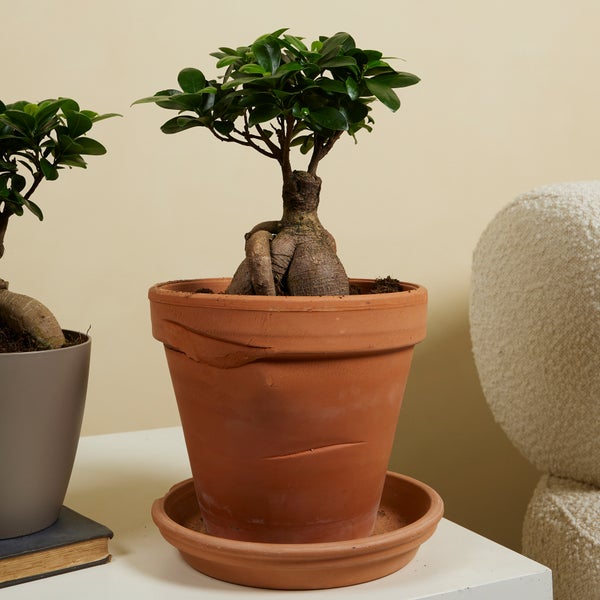Bloomique - 2er Set - Ficus Ginseng - Bonsai Baum - Zimmerpflanzen - Pflegeleicht - Luftreinigend - Höhe 30-40 cm - Topf 17 cm