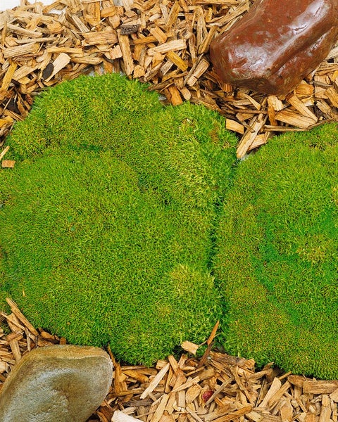 Scleranthus uniflorus, Polsterkissenmoos, ca. 9x9 cm Topf