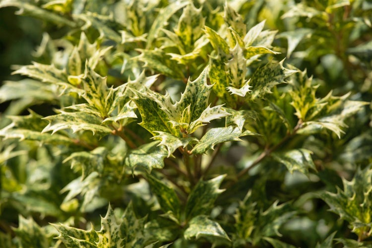 Osmanthus heterophyllus 'Tricolor', buntes Laub, 30–40 cm