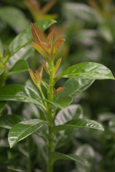 Prunus laurocerasus 'Kleopatra', Kirschlorbeer, immergrün, 60–80 cm