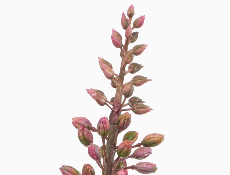 Nahaufnahme eines Sukkulenten-Blütenstiels mit rosa und grünen Blütenknospen.