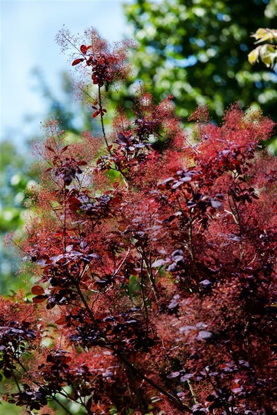 Cotinus coggygria 'Royal Purple', Perückenstrauch, purpurrot, 60–80 cm