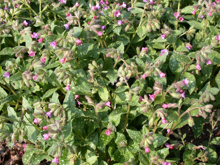 Pulmonaria saccharata 'Mrs Moon', Lungenkraut, rosa-blau, ca. 9x9 cm Topf