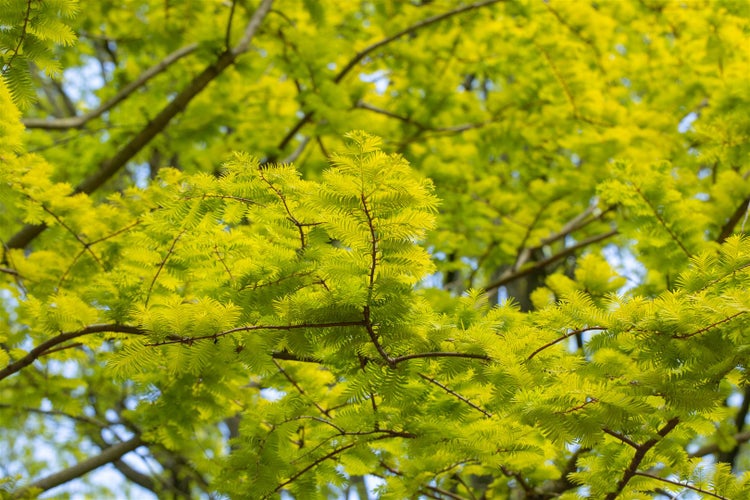 Metasequoia glyptostroboides 'Gold Rush', Urweltmammutbaum, goldgelb, 40–60 cm