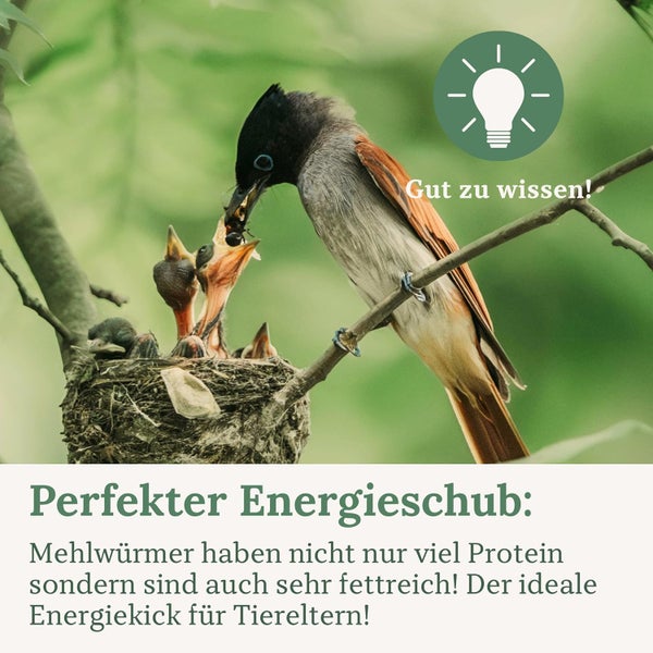 Vogel füttert Jungvögel im Nest: Wissenswertes über protein- und fettreiche Mehlwürmer als Energiekick für Tiereltern.