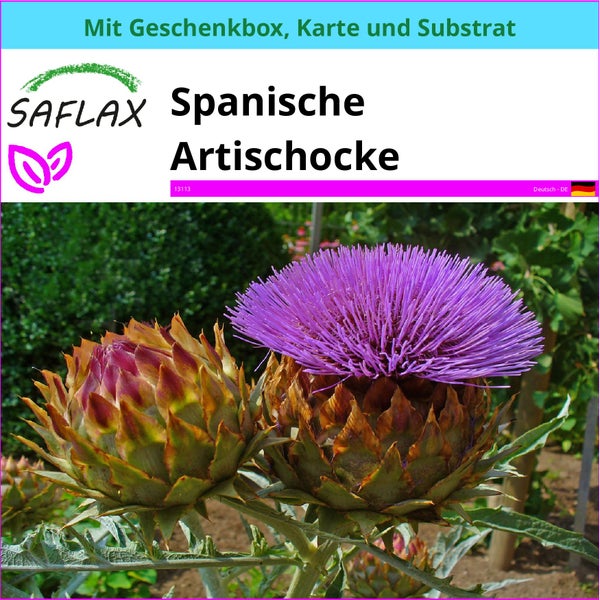 SAFLAX Geschenk Set - Spanische Artischocke - Cynara cardunculus - 50 Samen - Mit Geschenkbox, Versandaufkleber, Geschenkkarte und Anzuchtsubstrat