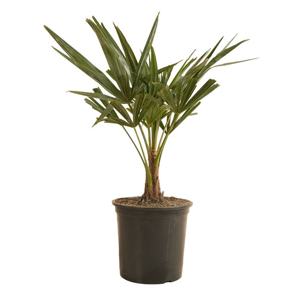 Trachycarpus Fortunei - Chinesische Fächerpalme - Palme - Winterhart - ⌀19 cm - ↕50-60 cm