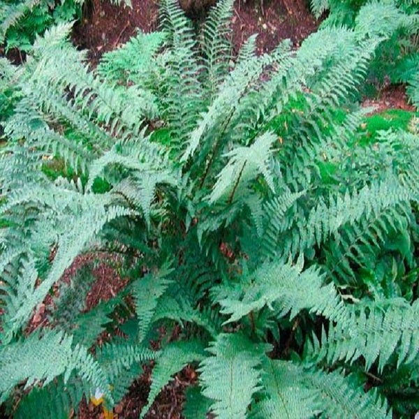 Nahaufnahme von Farnblättern