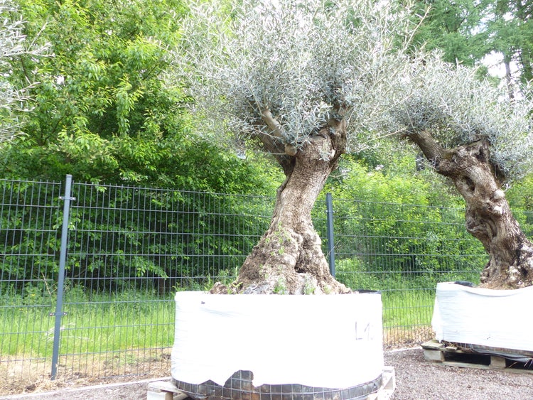 genau dieser Baum L10 Olivenbaum 240 cm, knorrige alte urige Olive winterhart