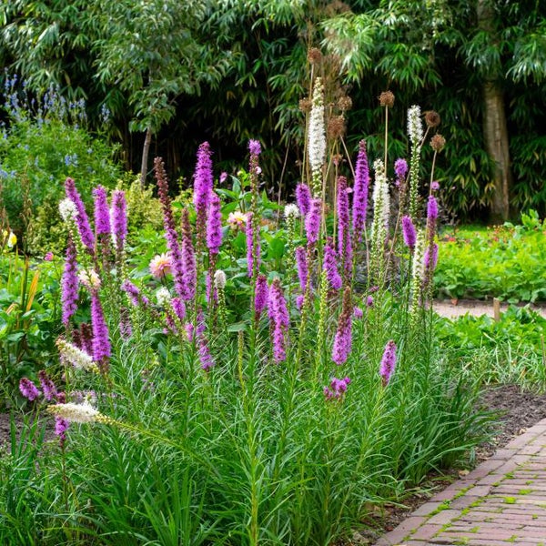 Bloomique - Mischung aus 40 - Liatris - Lampoon Cleaner - Lila, Weiß - Blumenzwiebeln - Mehrjährig - Sommerblüher - Winterhart - Wird 60-75 cm groß