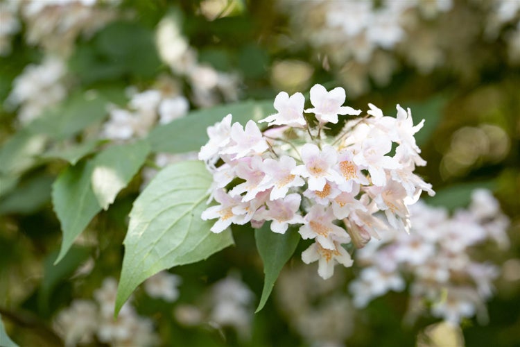 Kolkwitzia amabilis, Kolkwitzie, rosa Blüten, 40–60 cm