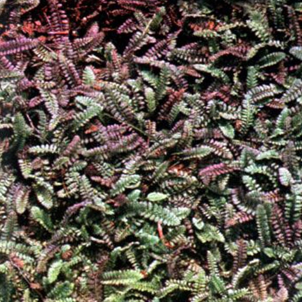 Nahaufnahme von Adiantum گونهً 'Red Giant'