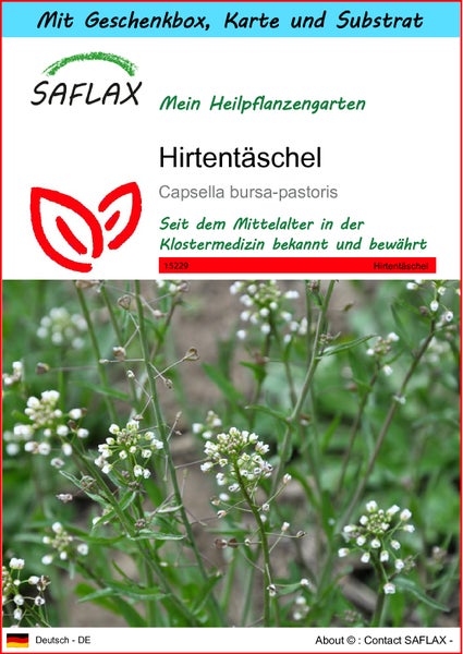SAFLAX Geschenk Set - Hirtentäschel - Capsella bursa-pastoris - 1000 Samen - Mit Geschenkbox, Versandaufkleber, Geschenkkarte und Anzuchtsubstrat