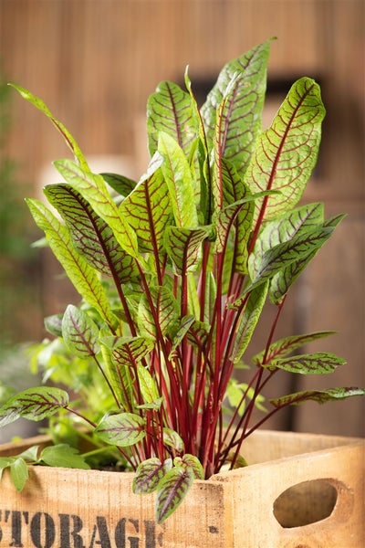 Rumex sanguineus, Blutampfer, dekoratives Laub, ca. 9x9 cm Topf