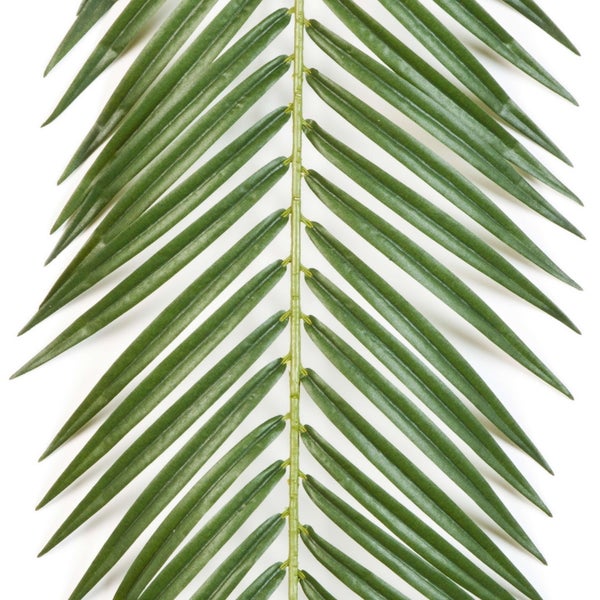Bogenhanf Sansevieria mit langen, aufrecht stehenden, grün gemusterten Blättern.