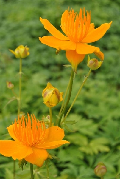 Trollius europaeus, Europäische Trollblume, gelb, ca. 9x9 cm Topf