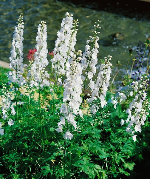 Delphinium Pacific 'Galahad', Rittersporn, weiß, ca. 11x11 cm Topf