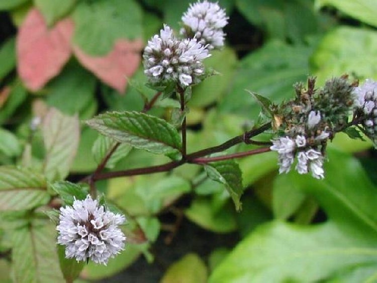 SAFLAX  - Pfefferminze - Mentha piperita - 300 Samen - Mit keimfreiem Anzuchtsubstrat