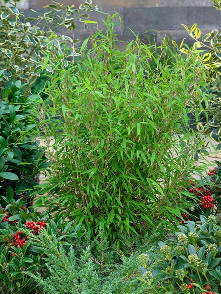Fargesia murieliae 'Bimbo', Bambus, 60–80 cm, kompakt