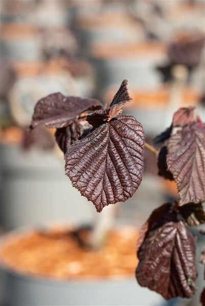 Corylus maxima 'Purpurea', Purpur-Hasel, 60–100 cm