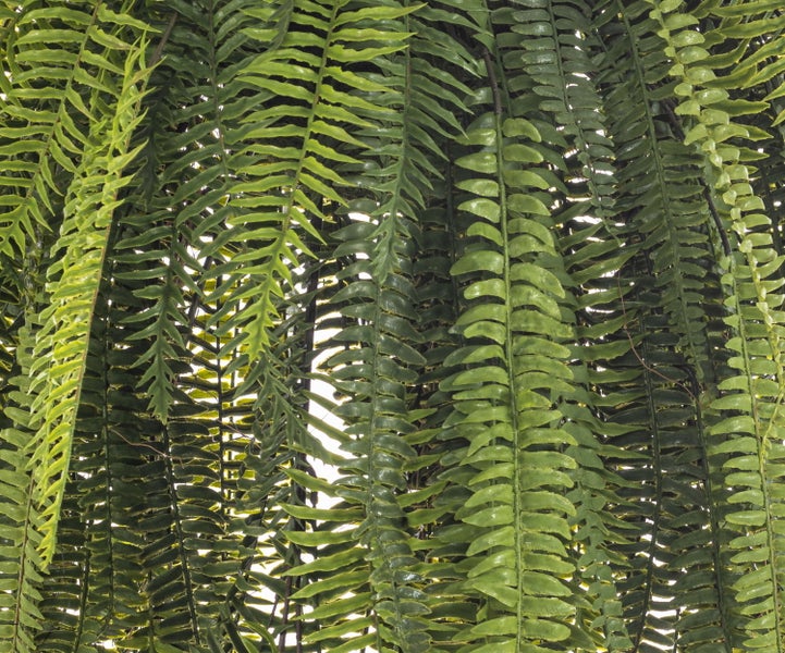 Künstliches Ziergras im schwarzen Topf mit filigranen Halmen und Ähren.