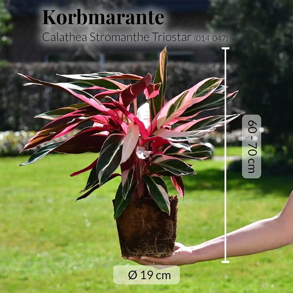 Calathea Triostar No.19