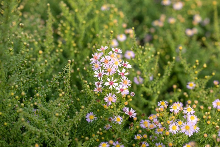 Aster vimineus 'Lovely', Myrten-Aster, zartrosa, ca. 11x11 cm Topf